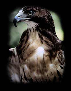 Marketing Interent Chicago